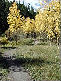 Aspen trees turn golden yellow in a last  hurrah before winter arrives.