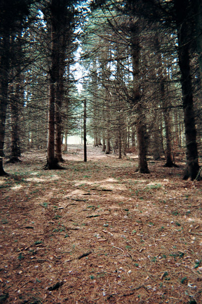 It may not have been a tow at all, but it ran straight up the hill with pines planted along it, right next to what really looked like a ski trail.