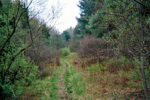Again, pines were planted along the edges and are retaking the hill.  This might have just been some sort of powerline or road, but it looks like an old trail, along with what looks like a liftline next to it.