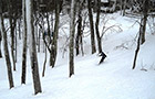 Firsthand Report: Wintergreen Wahoo