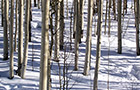 Postcard from Crested Butte, Colorado