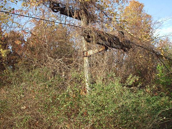 A tower and sheaves sticking out of the overgrowth at the former site of Apple Hill. A tower and sheaves sticking out of the overgrowth at the former site of Apple Hill.