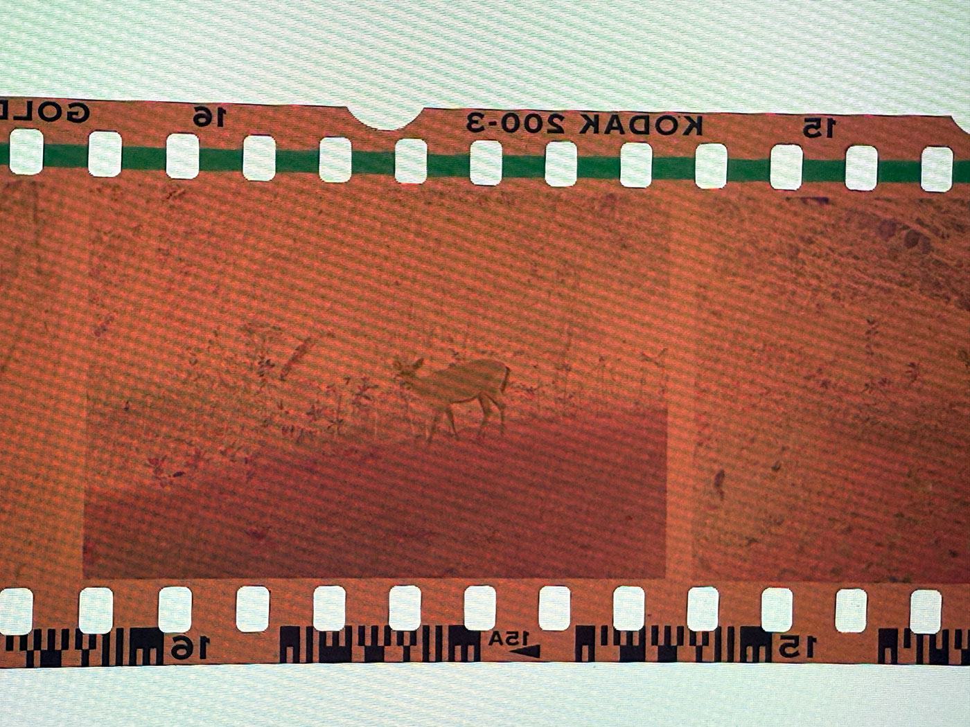 A film negative from a photo shot by DCSki's Editor when he was just a tyke. A film negative from a photo shot by DCSki's Editor when he was just a tyke.